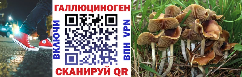 omg ONION  как найти закладки  Калтан  Галлюциногенные грибы Psilocybine cubensis 